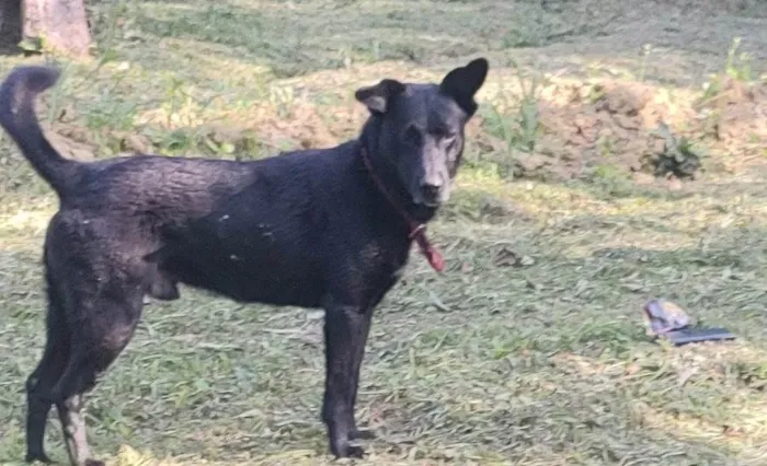 Cachorro ra a SRD-ViraLata idade 6 ou mais anos nome Jimmy