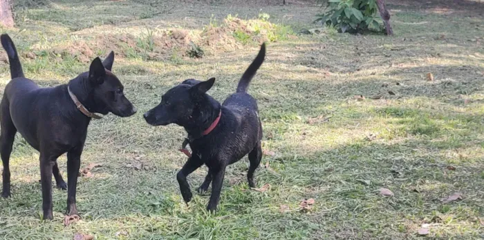 Cachorro ra a SRD-ViraLata idade 6 ou mais anos nome Jimmy