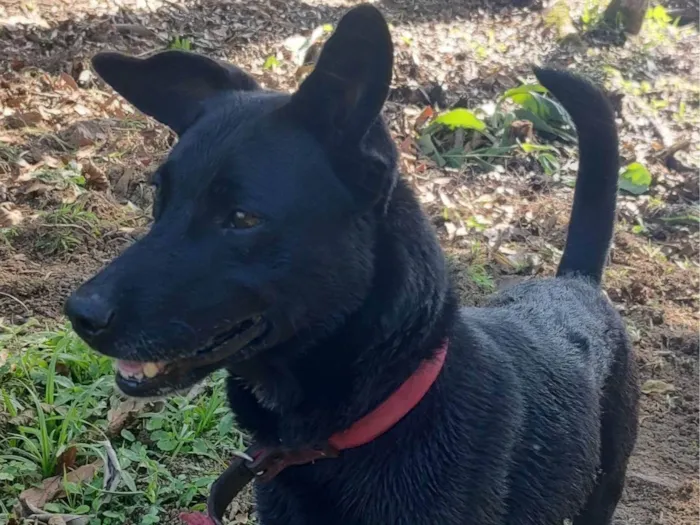 Cachorro ra a SRD-ViraLata idade 6 ou mais anos nome Jimmy