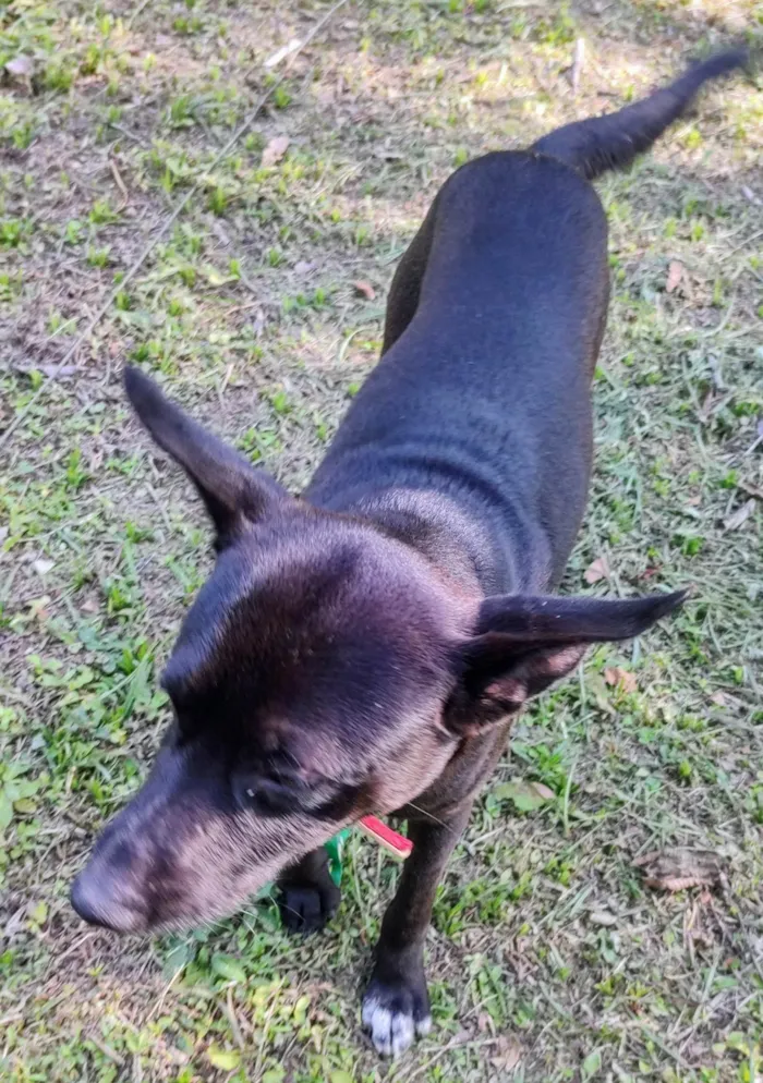 Cachorro ra a SRD-ViraLata idade 2 anos nome Pitoco