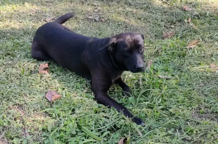 Cachorro ra a SRD-ViraLata idade 2 anos nome Pitoco