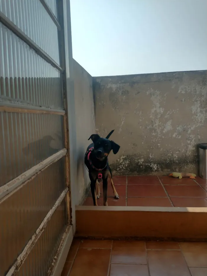 Cachorro ra a SRD-ViraLata idade 7 a 11 meses nome Iara