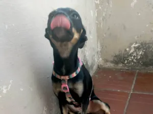 Cachorro raça SRD-ViraLata idade 7 a 11 meses nome Iara