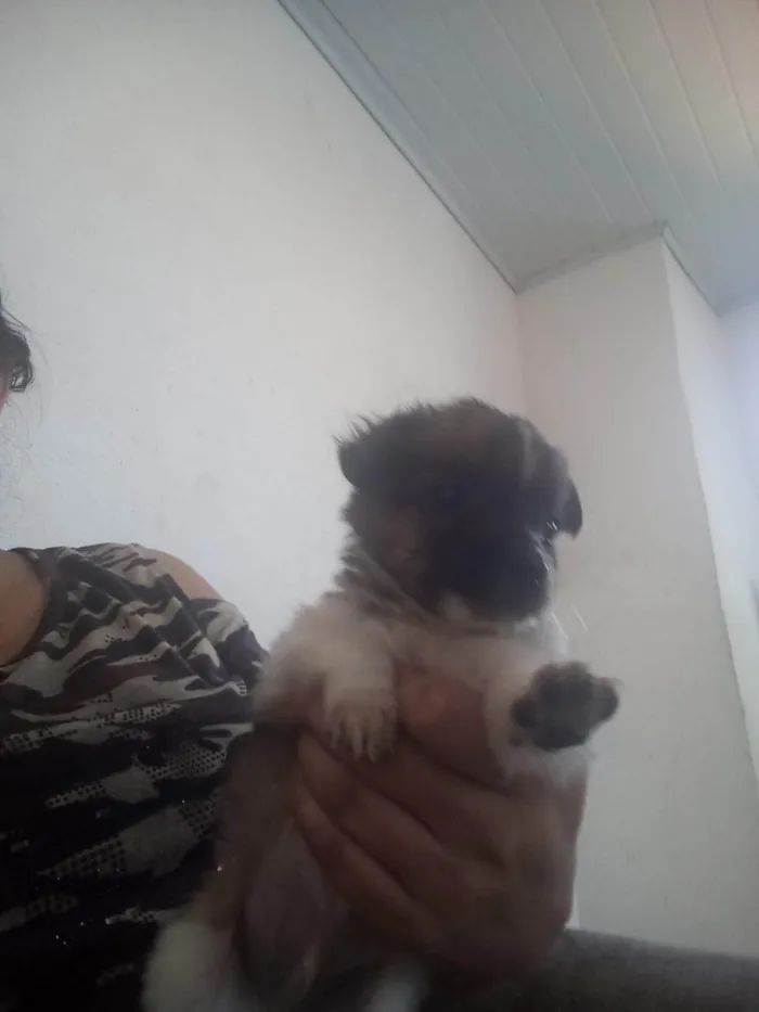 Cachorro ra a SRD-ViraLata idade 2 a 6 meses nome Corintiano,linda