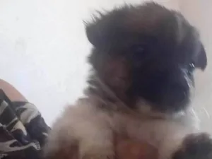 Cachorro raça SRD-ViraLata idade 2 a 6 meses nome Corintiano,linda