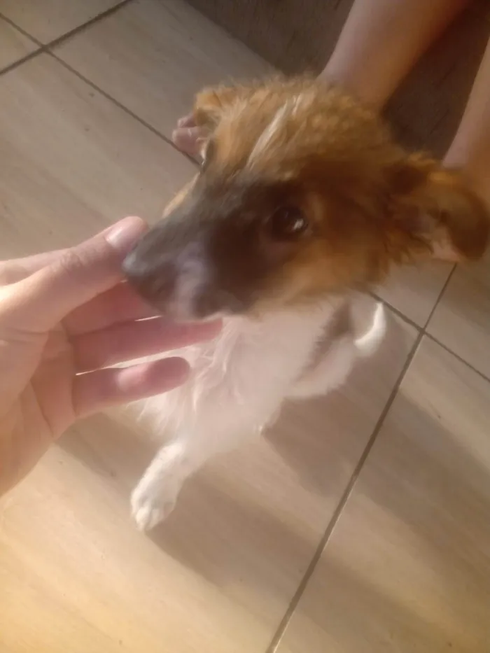 Cachorro ra a SRD-ViraLata idade 2 a 6 meses nome Corintiano,linda