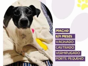 Cachorro raça SRD-ViraLata idade 1 ano nome Romeu