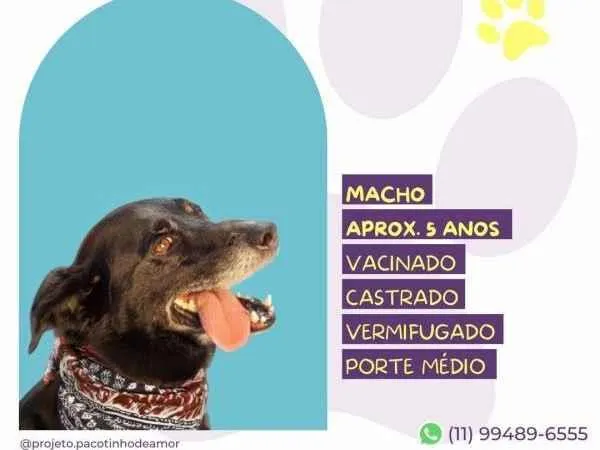 Cachorro ra a SRD-ViraLata idade 1 ano nome Zulu