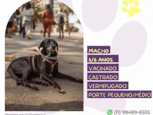 Cachorro raça SRD-ViraLata idade 1 ano nome Jorginho