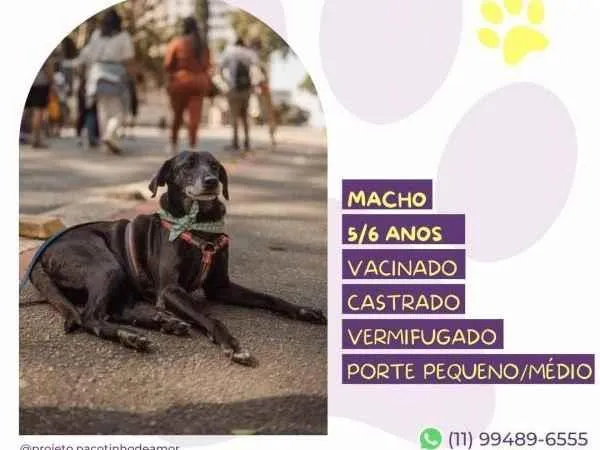 Cachorro ra a SRD-ViraLata idade 1 ano nome Jorginho