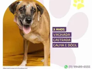 Cachorro raça SRD-ViraLata idade 1 ano nome Stella