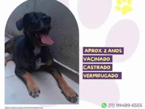 Cachorro raça SRD-ViraLata idade 1 ano nome Gigante Emilio