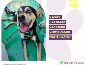 Cachorro raça SRD-ViraLata idade 1 ano nome Zeca