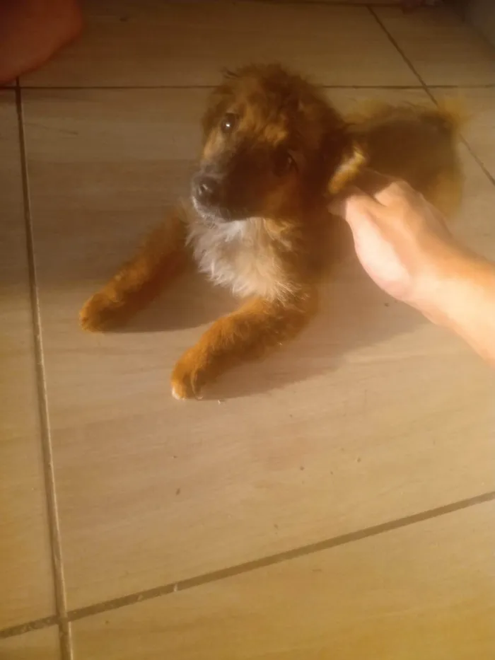 Cachorro ra a SRD-ViraLata idade 2 a 6 meses nome Corintiano,linda