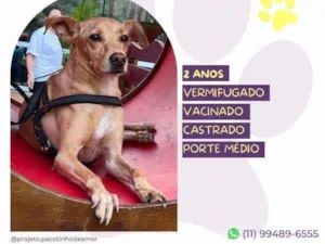 Cachorro raça SRD-ViraLata idade 1 ano nome Start