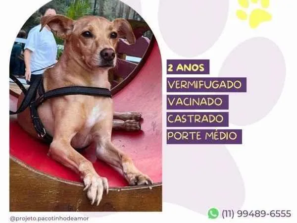 Cachorro ra a SRD-ViraLata idade 1 ano nome Start