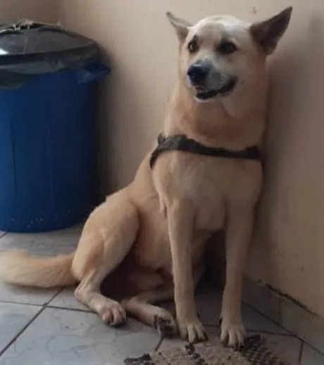 Cachorro ra a SRD-ViraLata idade 6 ou mais anos nome Clark 