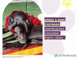 Cachorro raça SRD-ViraLata idade 1 ano nome Tatiane