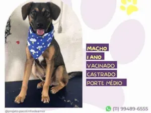 Cachorro raça SRD-ViraLata idade 1 ano nome Duque1