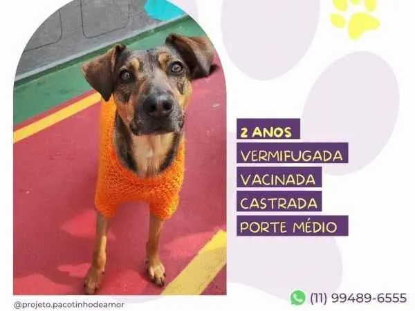 Cachorro ra a SRD-ViraLata idade 1 ano nome Maraisa