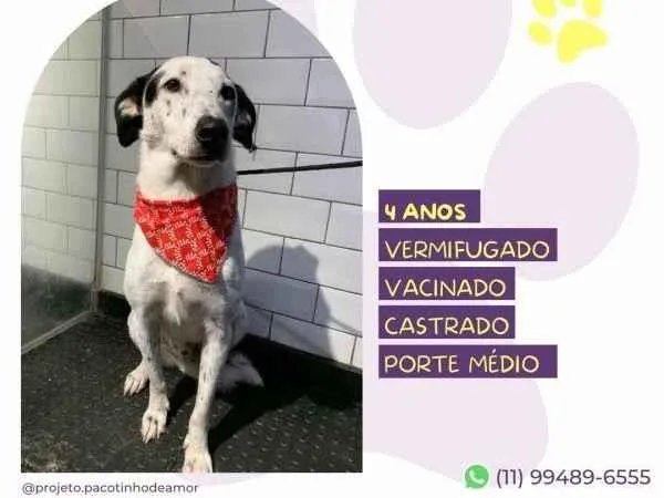 Cachorro ra a SRD-ViraLata idade 1 ano nome Milk