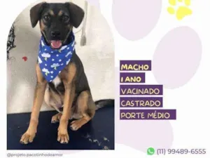 Cachorro raça SRD-ViraLata idade 1 ano nome Duque