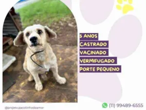 Cachorro raça SRD-ViraLata idade 1 ano nome Popeye