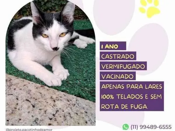 Gato ra a SRD-ViraLata idade 2 a 6 meses nome Duuu