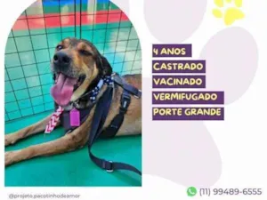 Cachorro raça SRD-ViraLata idade 1 ano nome Pluto