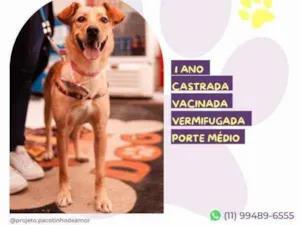 Cachorro raça SRD-ViraLata idade 1 ano nome Pandora