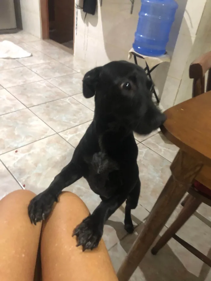 Cachorro ra a SRD-ViraLata idade 7 a 11 meses nome Ritinha