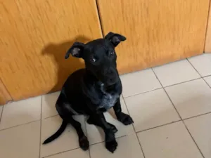 Cachorro raça SRD-ViraLata idade 7 a 11 meses nome Ritinha