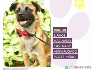 Cachorro raça SRD-ViraLata idade 1 ano nome Pudim