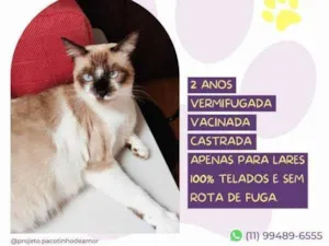 Gato raça SRD-ViraLata idade 1 ano nome Sabrina