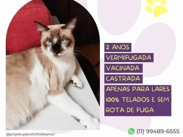 Gato ra a SRD-ViraLata idade 1 ano nome Sabrina