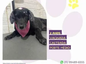 Cachorro raça SRD-ViraLata idade 1 ano nome Neguinha