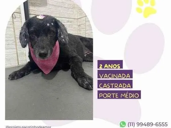 Cachorro ra a SRD-ViraLata idade 1 ano nome Neguinha