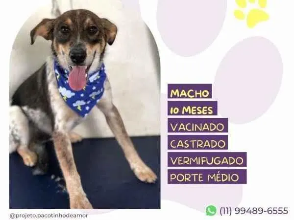 Cachorro ra a SRD-ViraLata idade 1 ano nome Kim