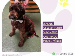 Cachorro raça SRD-ViraLata idade 1 ano nome Black