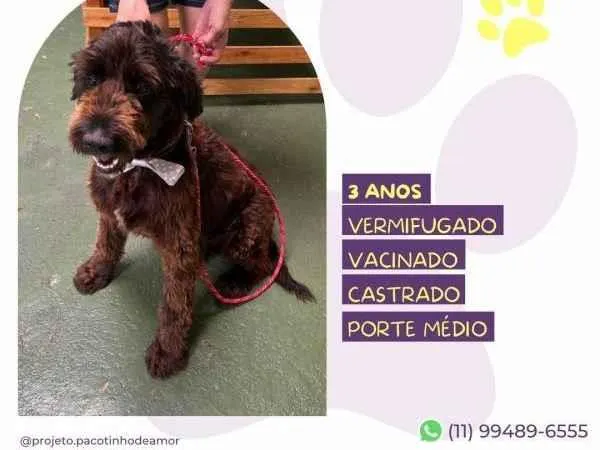 Cachorro ra a SRD-ViraLata idade 1 ano nome Black