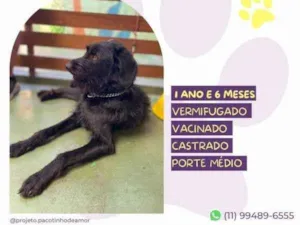 Cachorro raça SRD-ViraLata idade 1 ano nome Nick