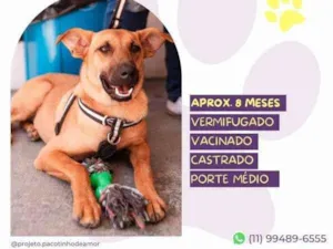 Cachorro raça SRD-ViraLata idade 1 ano nome Marlin