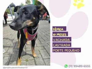 Cachorro raça SRD-ViraLata idade 1 ano nome Meg