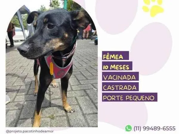 Cachorro ra a SRD-ViraLata idade 1 ano nome Meg