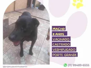 Cachorro raça SRD-ViraLata idade 1 ano nome Lukao