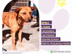 Cachorro raça SRD-ViraLata idade 1 ano nome Luana