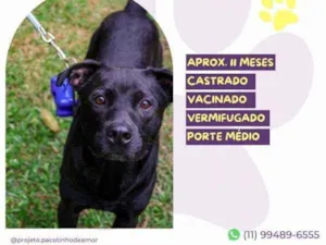 Cachorro raça SRD-ViraLata idade 1 ano nome Leo