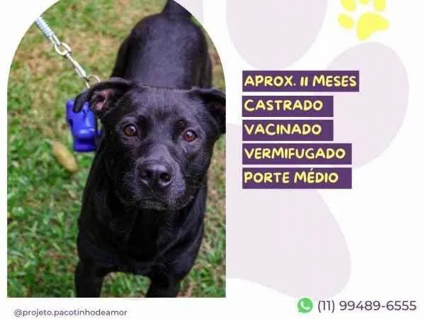 Cachorro ra a SRD-ViraLata idade 1 ano nome Leo