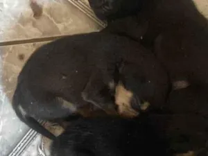 Cachorro raça SRD-ViraLata idade 2 a 6 meses nome Dog 