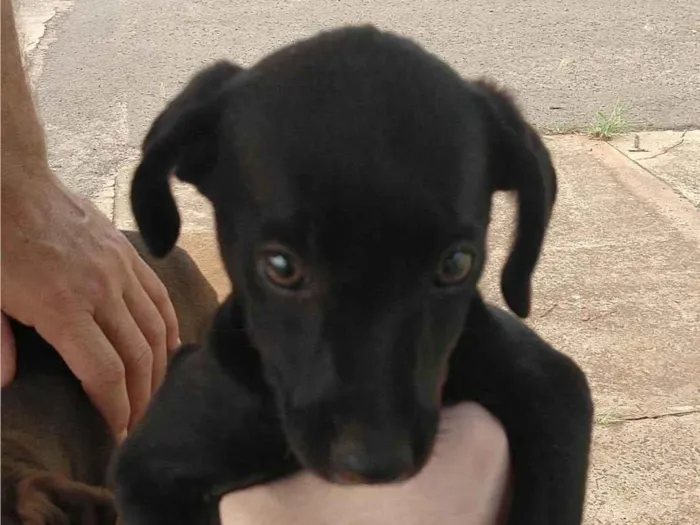 Cachorro ra a SRD-ViraLata idade 2 a 6 meses nome Alzira 